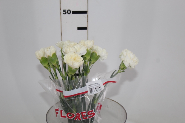 <h4>CRAVO PARU 050 CM</h4>