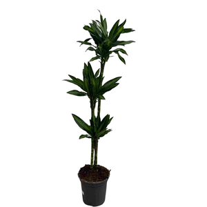 Dracaena overig