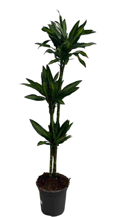 <h4>Dracaena overig</h4>