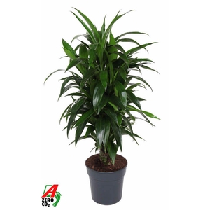 Dracaena Janet Craig vertakt P27