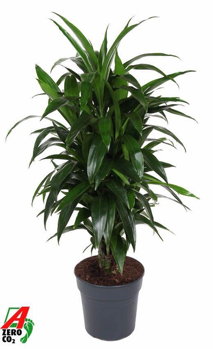 <h4>Dracaena Janet Craig vertakt P27</h4>