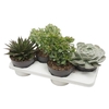 Succulenten overig gemengd 0307