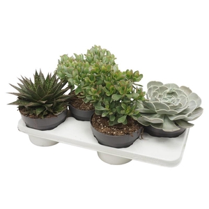 Succulenten overig gemengd 0307