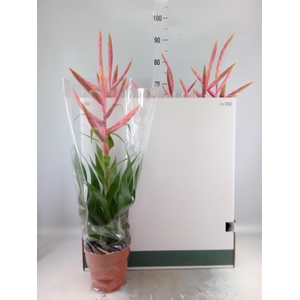 Tillandsia  'Dolce'