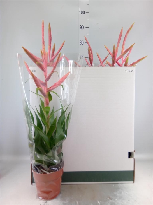 <h4>Tillandsia  'Dolce'</h4>
