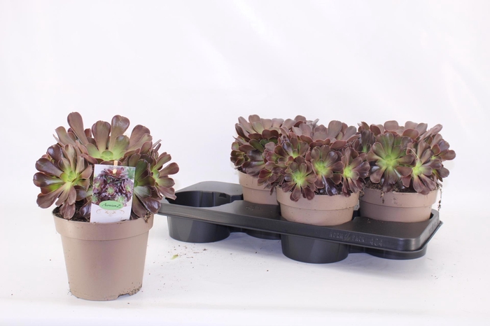 <h4>AEON ARBOR</h4>
