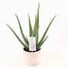 Aloe Vera P14 in keramiek Amy2.0