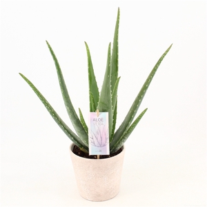 Aloe Vera P14 in keramiek Amy