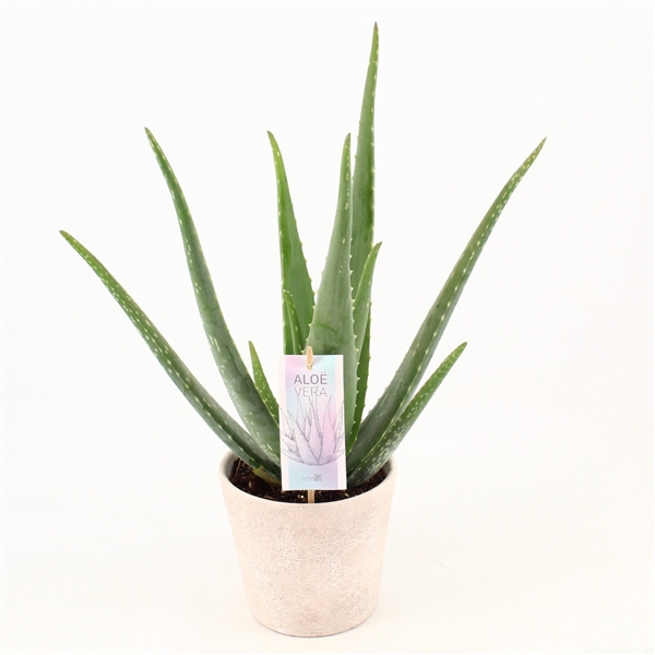 <h4>Aloe Vera P14 in keramiek Amy</h4>