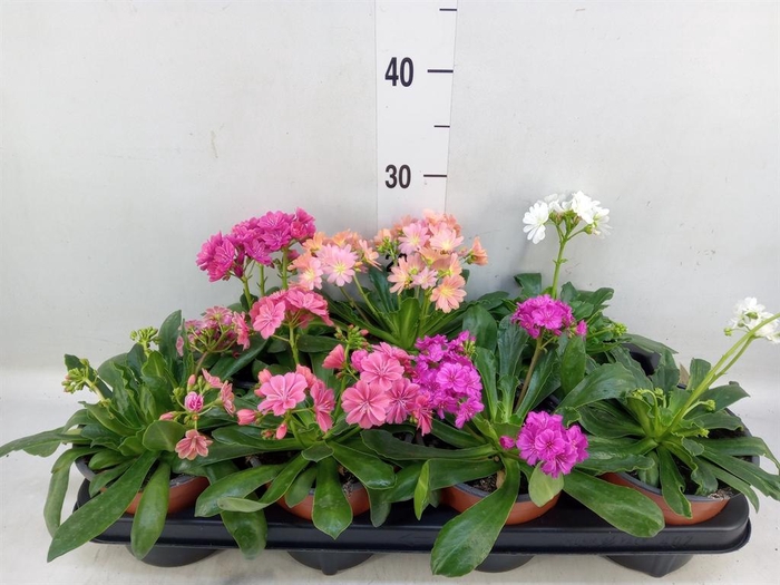 <h4>Lewisia   ...</h4>