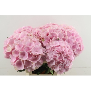 Hydr M Verena Pink 60-20