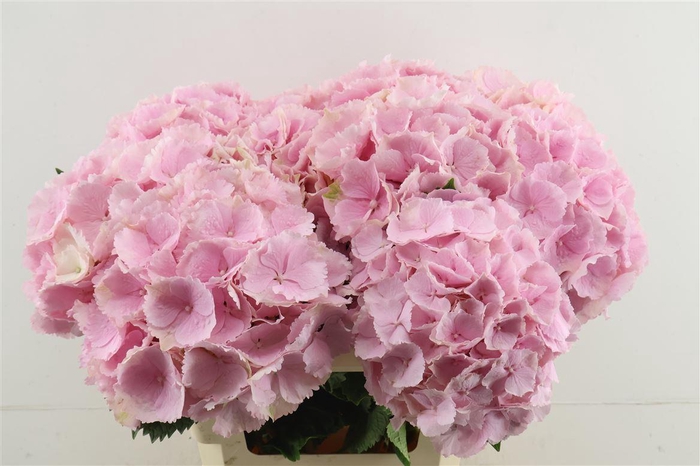 <h4>Hydr M Verena Pink 60-20</h4>