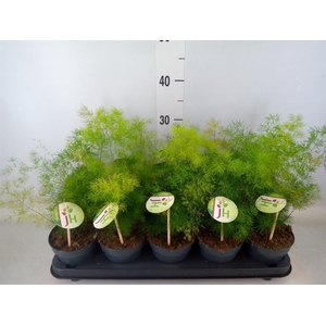 Asparagus umbellatus