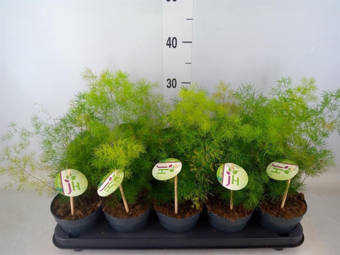 <h4>Asparagus umbellatus</h4>