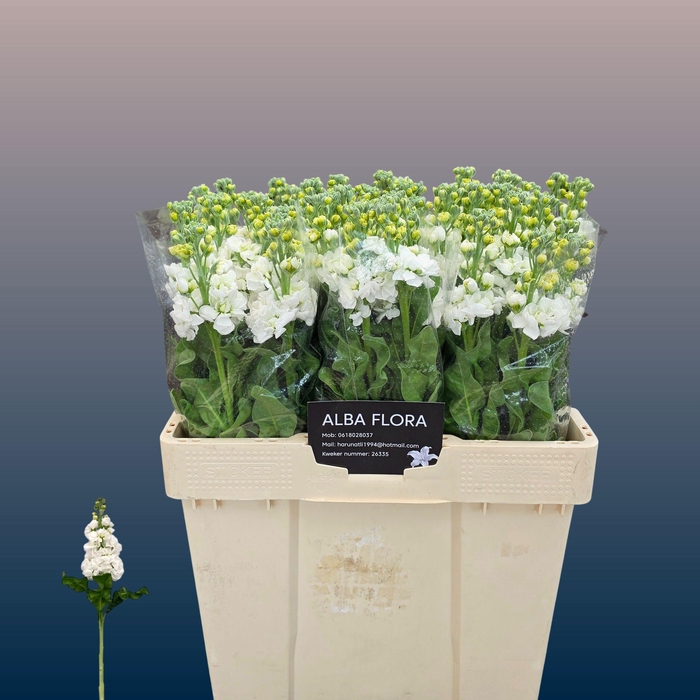 <h4>MATTH AIDA WHITE</h4>