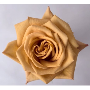 Rosa ec toffee