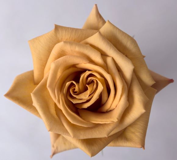 Rosa ec toffee