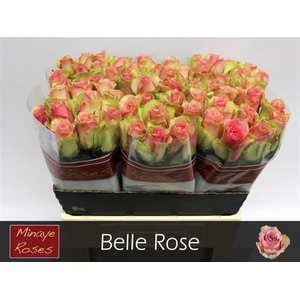 R GR BELLE ROSE