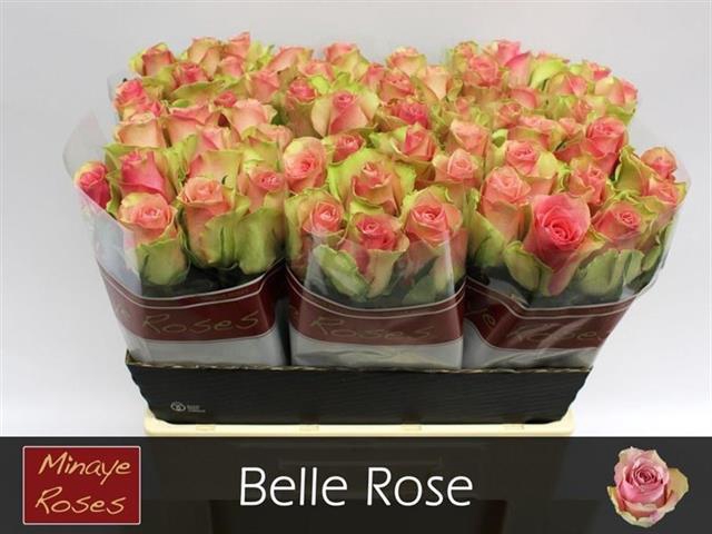 <h4>R GR BELLE ROSE</h4>