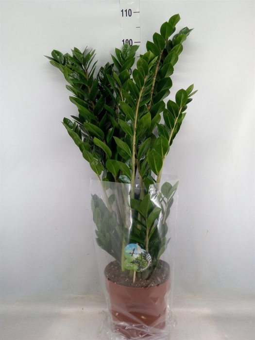 <h4>Zamioculcas zamiifolia</h4>