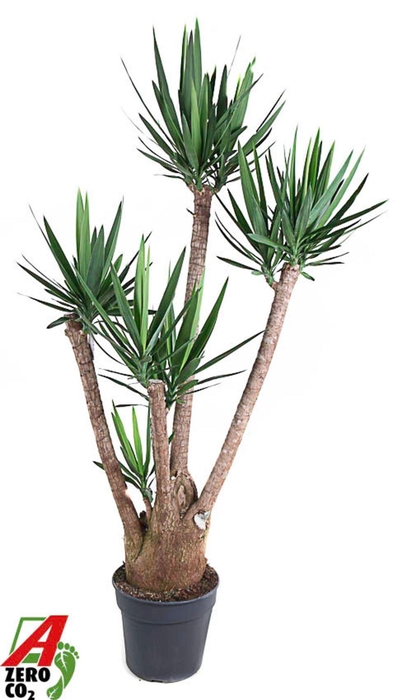 <h4>Yucca</h4>