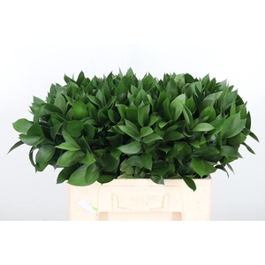 Ruscus
