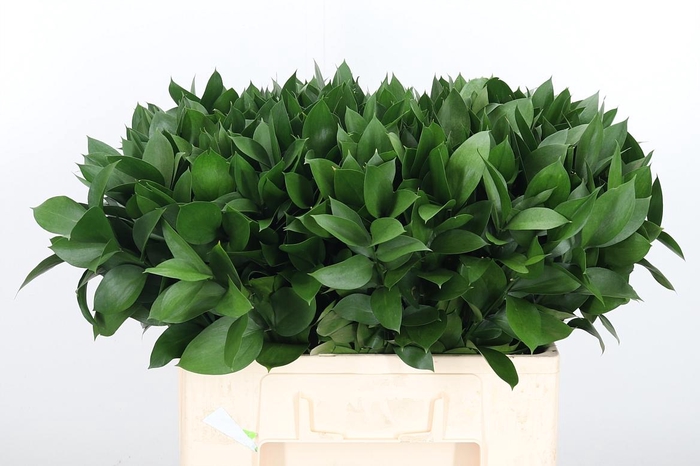 <h4>Ruscus</h4>