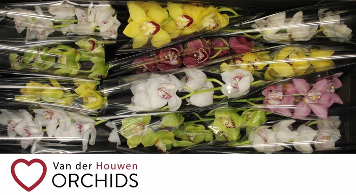 <h4>Gemengd 50 cm.</h4>