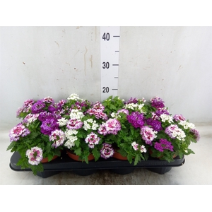 Verbena   ...mix in pot