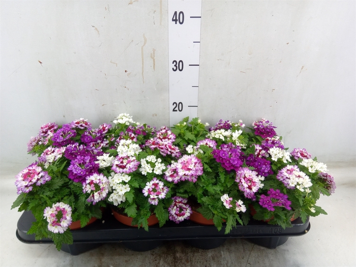 <h4>Verbena   ...mix in pot</h4>