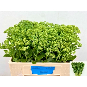 Sedum Spectabile