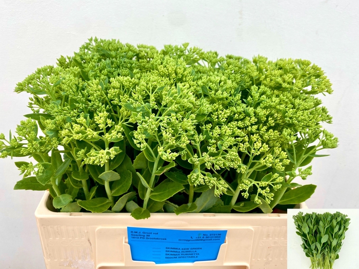 <h4>Sedum Spectabile</h4>