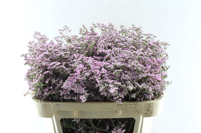 <h4>Lim Saf Oshi Pink</h4>