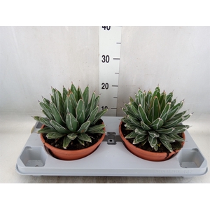 Agave victoriae-reginae