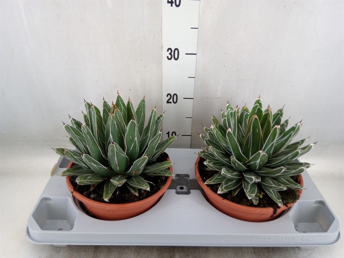 <h4>Agave victoriae-reginae</h4>