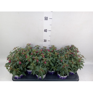 Fuchsia  'Bella Fuchsia Soila'