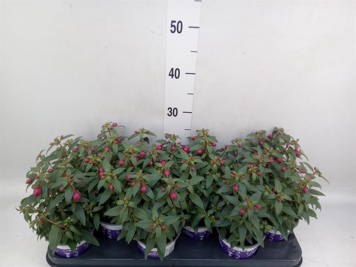 <h4>Fuchsia  'Bella Fuchsia Soila'</h4>