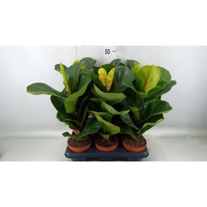 Ficus lyrata 'Bambino'