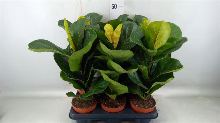 <h4>Ficus lyrata 'Bambino'</h4>