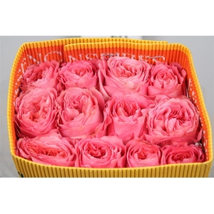 R Gr Candy X-pression Ec