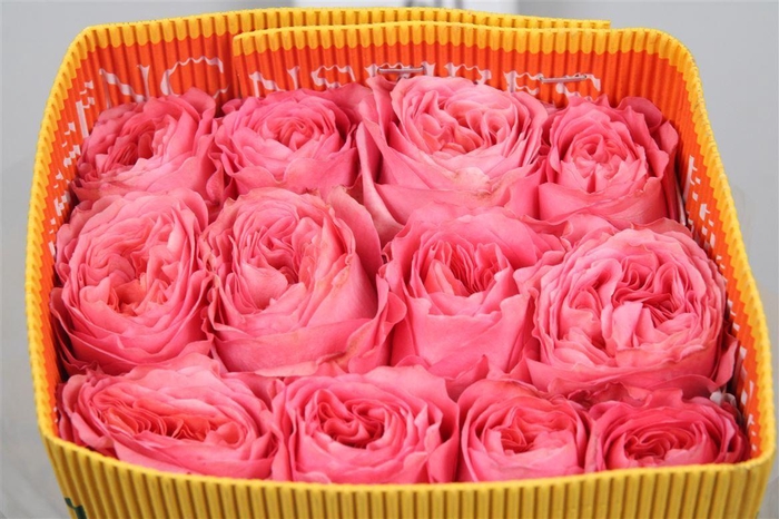 <h4>R Gr Candy X-pression Ec</h4>