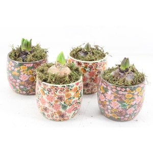 arr4 Hyacint FL - Late fashion x12