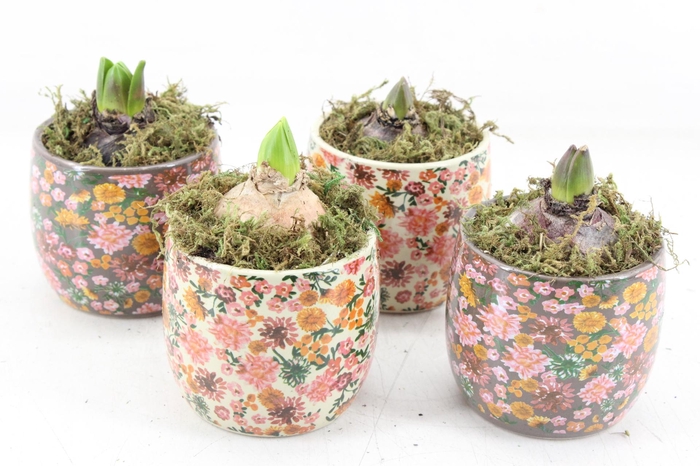 <h4>arr4 Hyacint FL - Late fashion x12</h4>