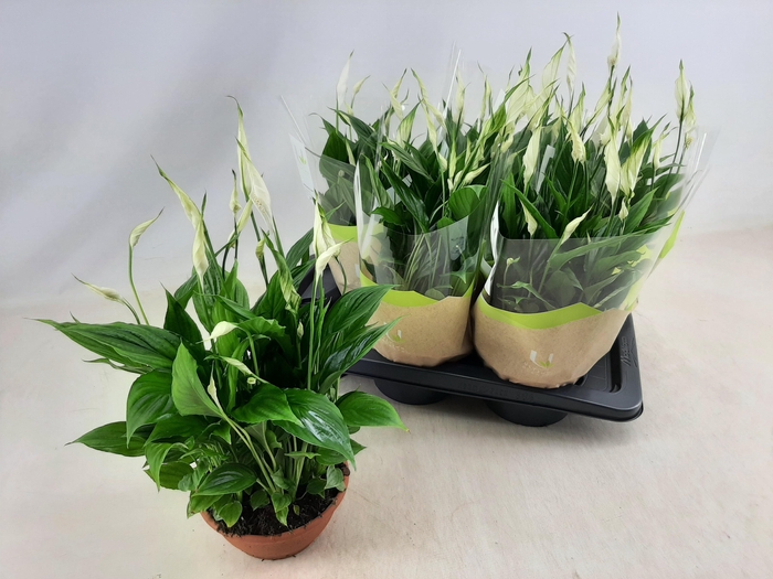 <h4>SPATH CHOPIN</h4>