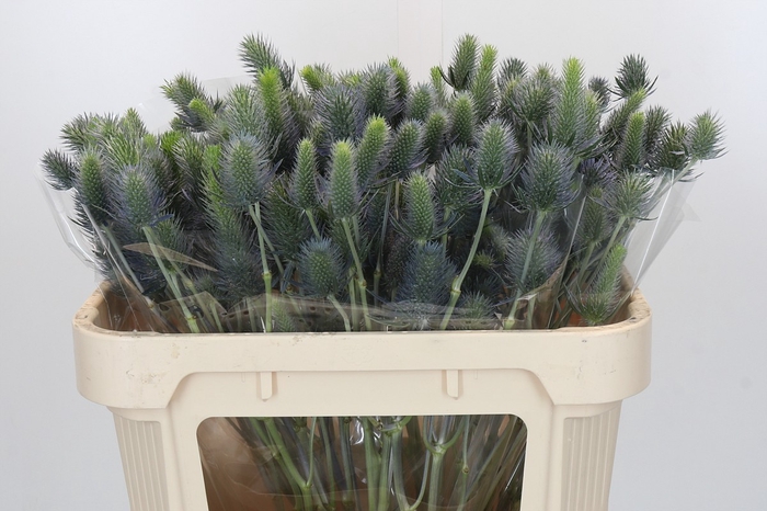 <h4>Eryngium Electric Dynamite</h4>