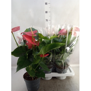 Anthurium   ...mix