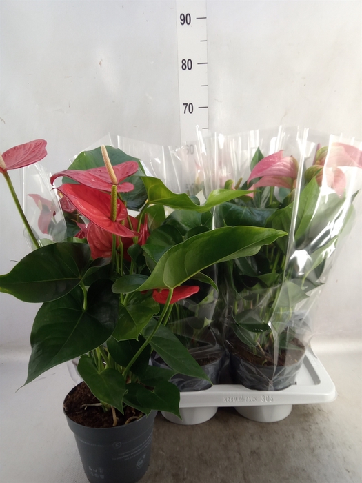 Anthurium   ...mix