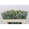 Oxypetalum Tweedia Blue