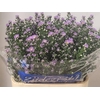 Aster Cassandra