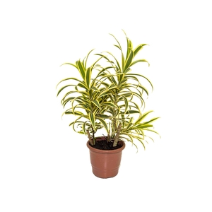 DRACENA PLEOMELE P15